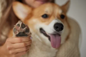 Säkra golv med FLOOR Probiotic
Byt ut de frätande medlen mot vår probiotiska golvrengöring FLOOR Probiotic.