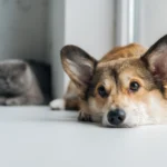 En lycklig hund ligger på ett golv som är tvättat med djurvänlig städning utan kemikalier