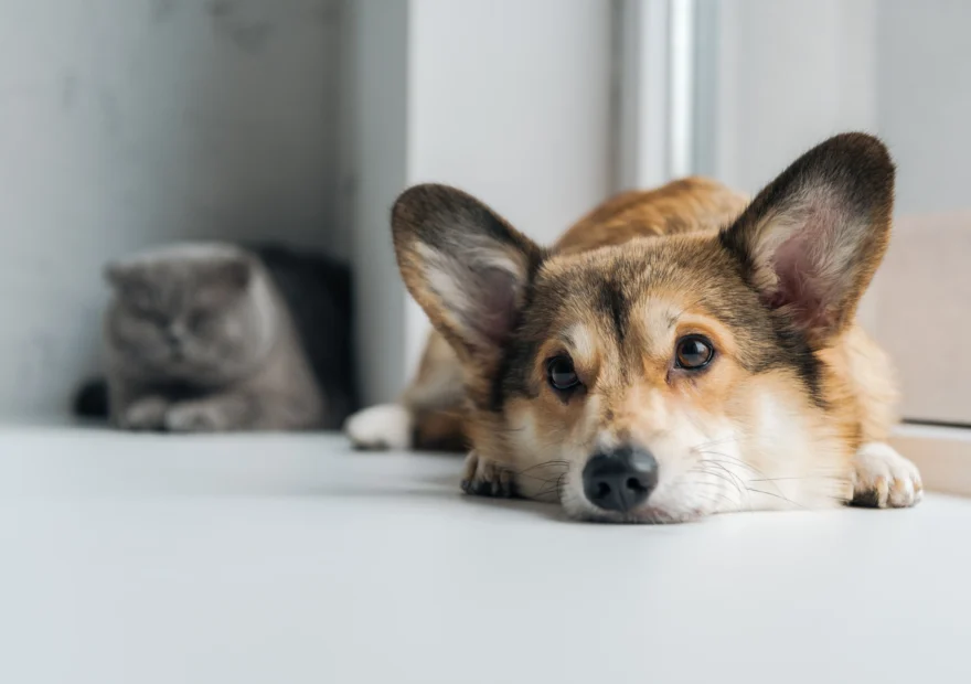 En lycklig hund ligger på ett golv som är tvättat med djurvänlig städning utan kemikalier