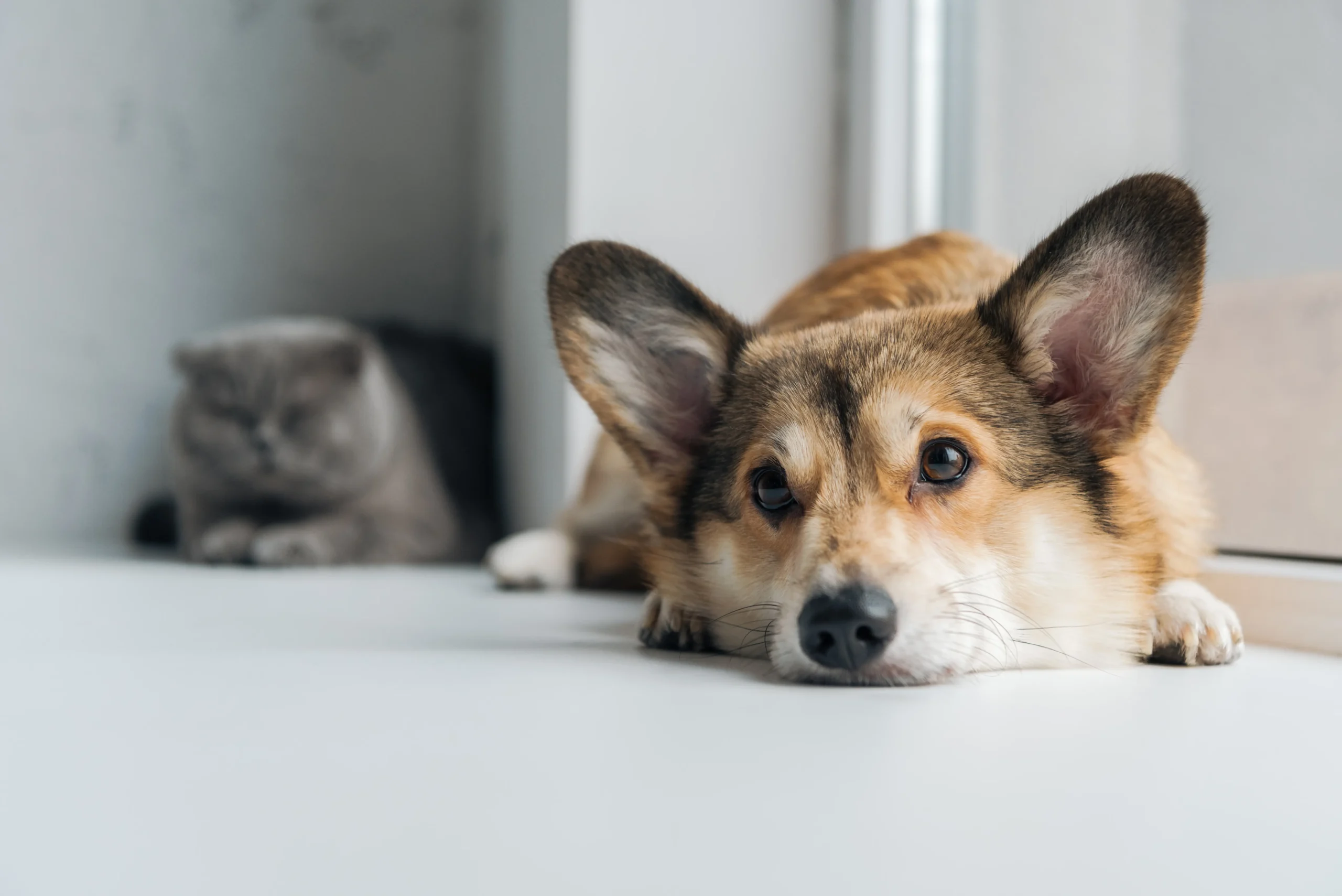 En lycklig hund ligger på ett golv som är tvättat med djurvänlig städning utan kemikalier